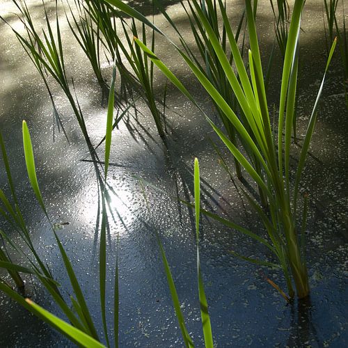 Reflectie