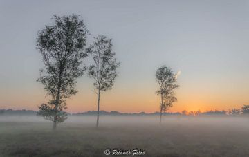 Ontluikende heide in de morgen zon van Roland's Foto's