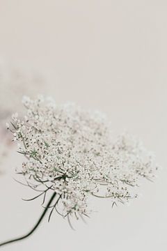 Elderflower branch - pure white by Aminda