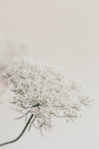 Elderflower branch - pure white by Aminda