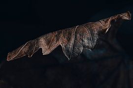 Vergankelijkheid – bladstructuur