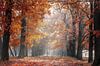 Eikenlaan in herfstkleuren aan het Smeetshof in Bocholt van Peschen Photography thumbnail