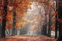 Eikenlaan in herfstkleuren aan het Smeetshof in Bocholt