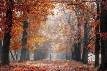 Oak avenue in autumn colours at the Smeetshof in Bocholt