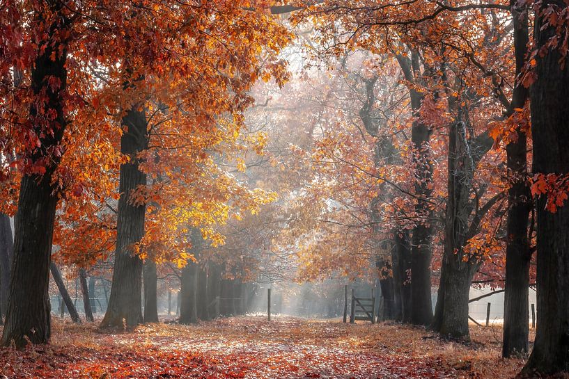 Eikenlaan in herfstkleuren aan het Smeetshof in Bocholt van Peschen Photography
