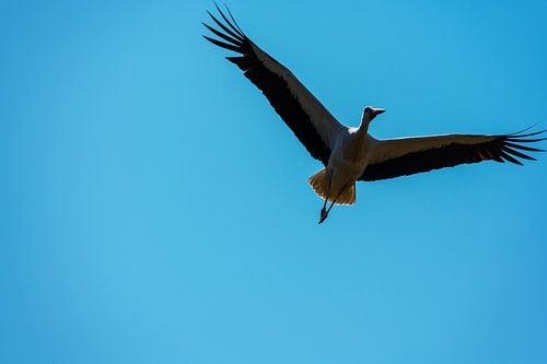 Ein Storch fliegt weit am Himmel vorbei mit blauem Hintergrund