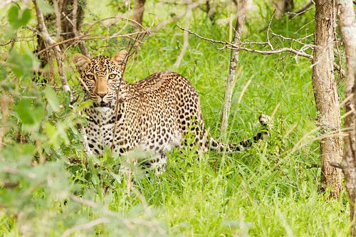 Doordringende blik luipaard