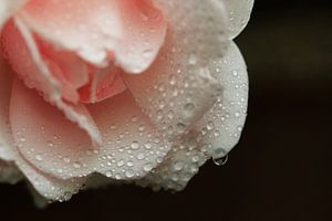 Raindrops on rose von Yvonne Blokland