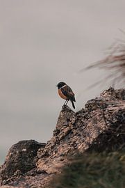 Frans Roodborstje van Delano Balten