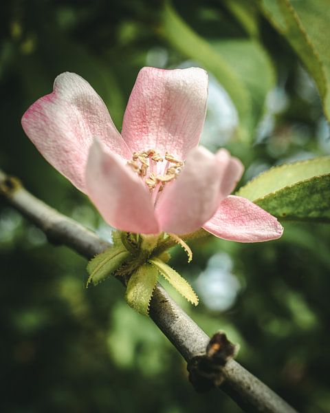 Fleur dans la lumière du matin par Jan