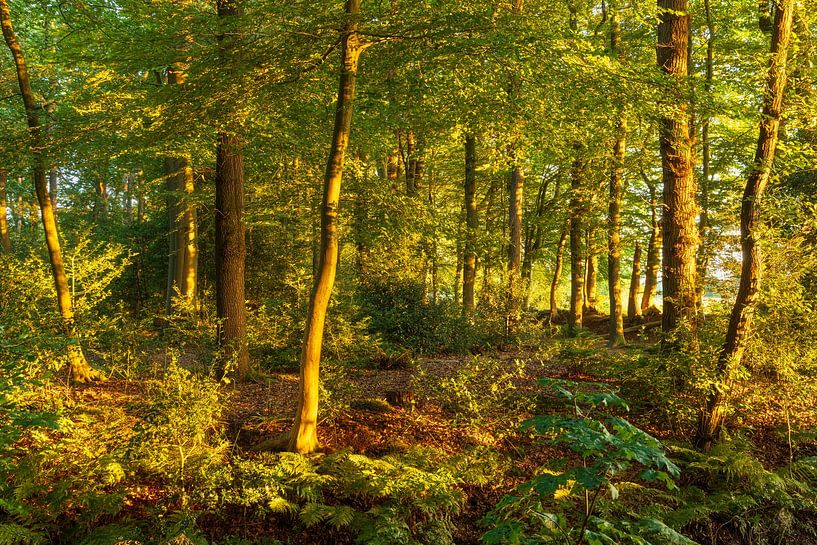 Zonsopkomst in het bos (Groningen- Nederland) van Marcel Kerdijk