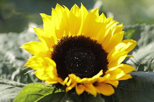 Close up van een zonnebloem