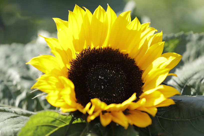 Close up van een zonnebloem by Cora Unk