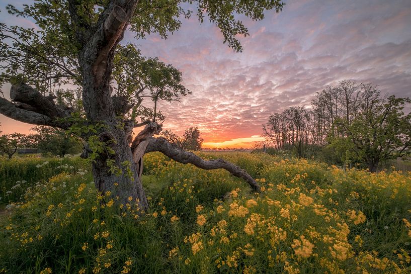 Arbre mystérieux par Moetwil en van Dijk - Fotografie