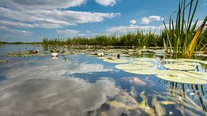 Nénuphar sur la surface de l'eau en miroir avec des nuages blancs