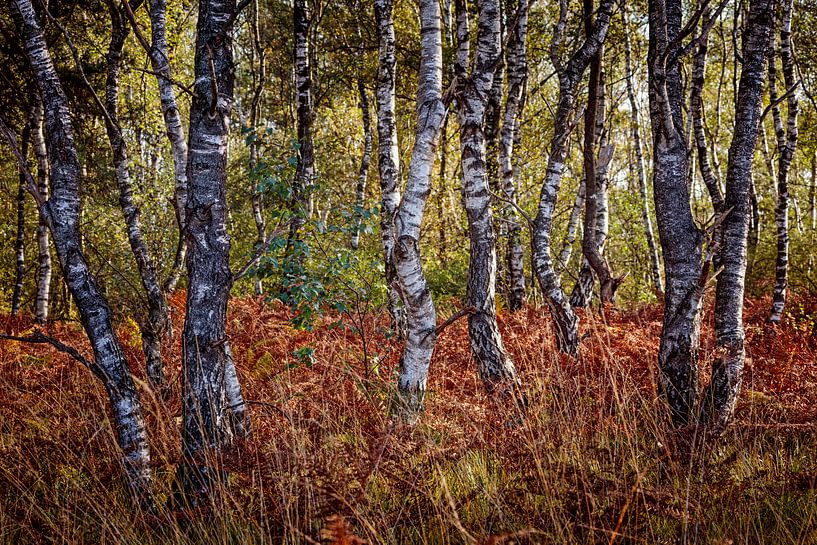 Ferns in the Groote Peel by Rob Boon