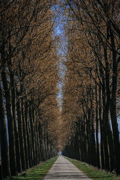 A tree of Autumn. ( Een boom van de herfst) by Maria elican