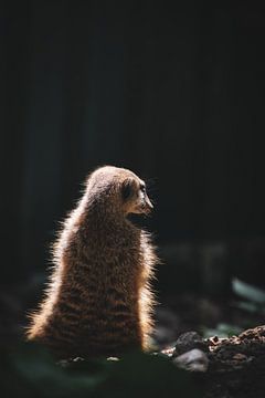 meerkat in the sunlight by Nikita Herfkens