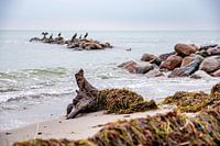 Ostseestrand in Dahme III