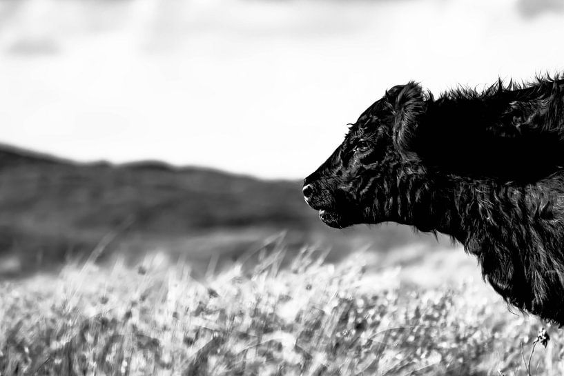 Koe op Texel. par Robert Poort