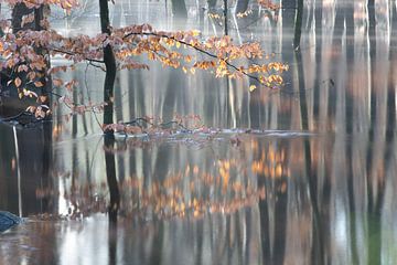 Overstroomd herfst bos op de Veluwe! van Peter Haastrecht, van