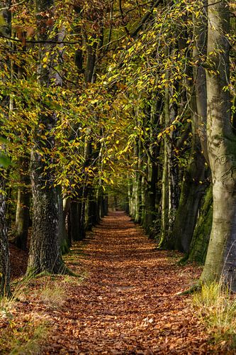 Herfstsfeer in het bos