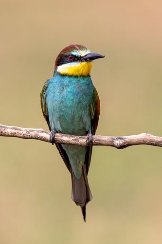 Bee-eater on edge