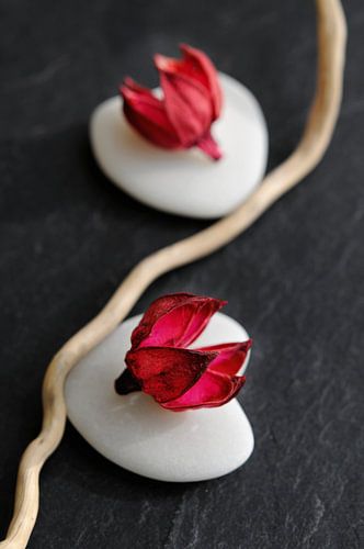 Fleurs de galets