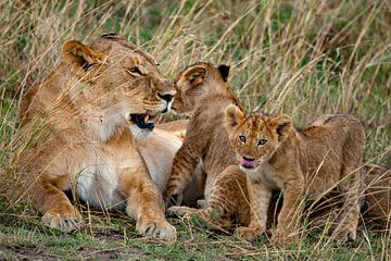 Lionne w. Enfants sur Peter Michel