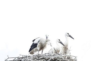 Ooievaars op een nest