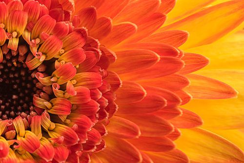 De stralende geel - oranje - rode Gerbera