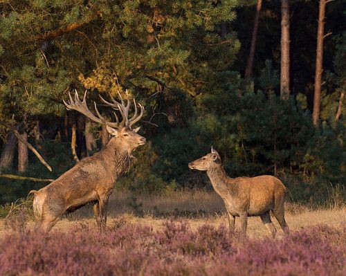 Edelhert, Red Deer, Cervus-Elaphus
