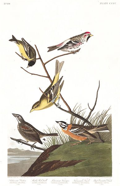 Arkansaw Siskin by Birds of America