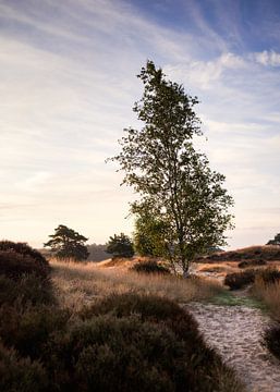 Übergang von der Heide zur Sanddrift: Ein Baum in der ersten Glut des Tages von Hevonax Photography
