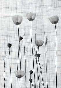 Mohnblumen auf Leinen