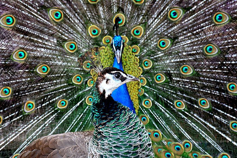 BLAUER PFAU von Miroslav Ptacek