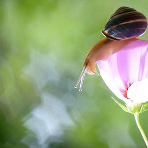 Snail on pink flower sur Mirakels Kiekje