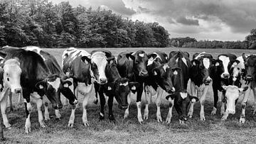 Curious cows in a row in black and white by Jessica Berendsen