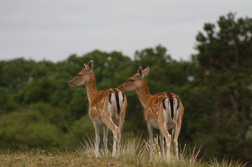 Familie