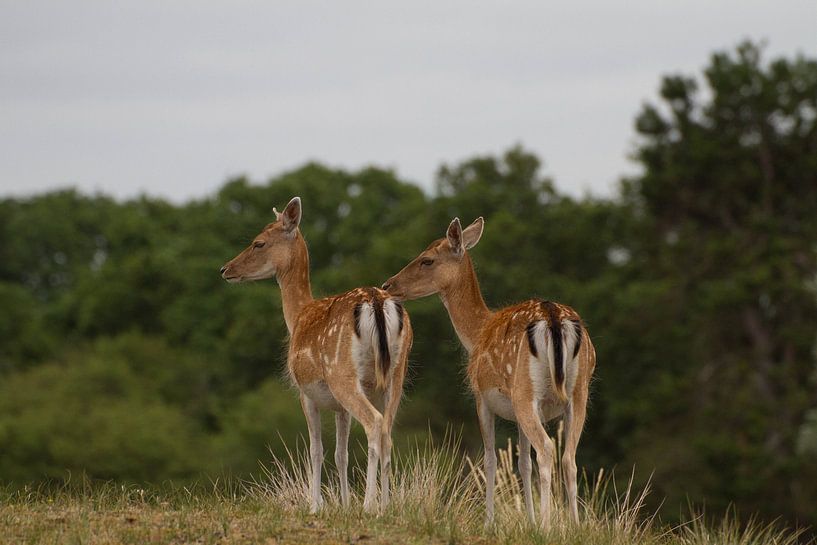 Family by Wesley Klijnstra