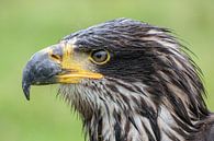 Poisson américain Aigle par Tanja van Beuningen Aperçu