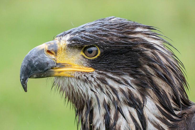 Poisson américain Aigle par Tanja van Beuningen