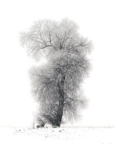 Winterboom
