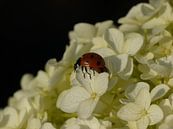 lieveheersbeestje op een witte hortensia van Jessica Berendsen thumbnail