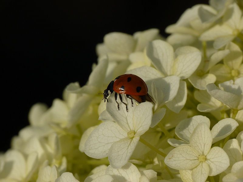 lieveheersbeestje op een witte hortensia van Jessica Berendsen