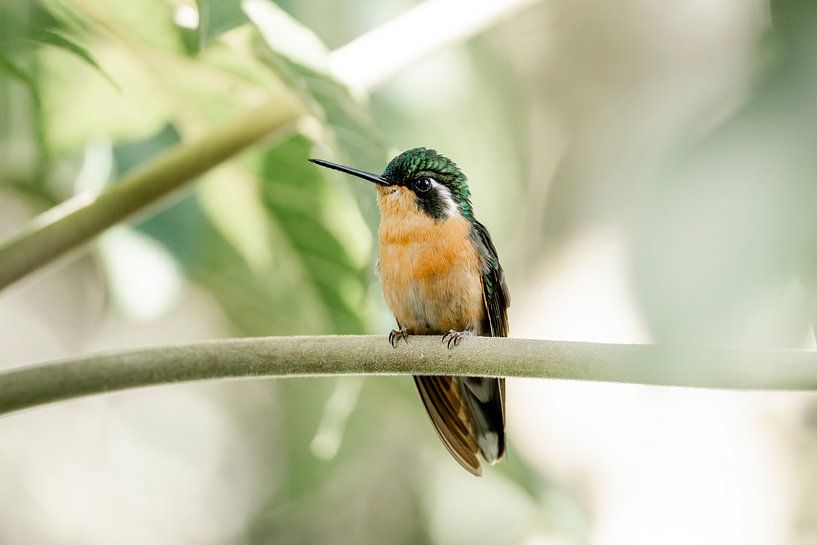 Rustpunt van de Kolibrie Vogel Rust in Kleurrijk Moment van Femke Ketelaar