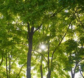 Robinia Pseudoacacia frisia 7007030385 photographer Fred Roest by Fred Roest
