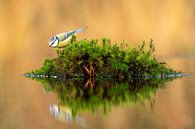 Pimpelmees in het bos. Gefotografeerd vanuit een fotohut van Rando Kromkamp Natuurfotograaf thumbnail