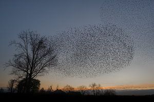 Spectacle de vol des étourneaux sur Moetwil en van Dijk - Fotografie