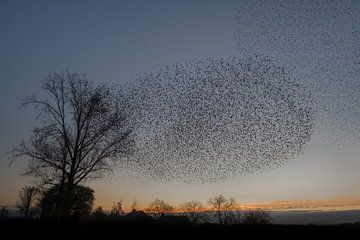 Spreeuwenzwermen zorgen voor fascinerend schouwspel van Moetwil en van Dijk - Fotografie